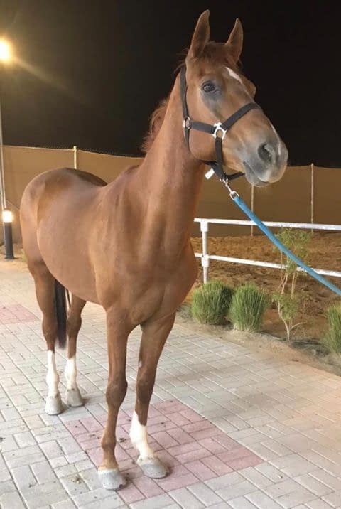المرجان بالانجليزي